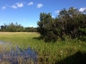 Everglades 